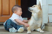 Pet Dog in Korea © WSPA